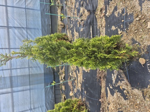 침엽수 조경수묘목