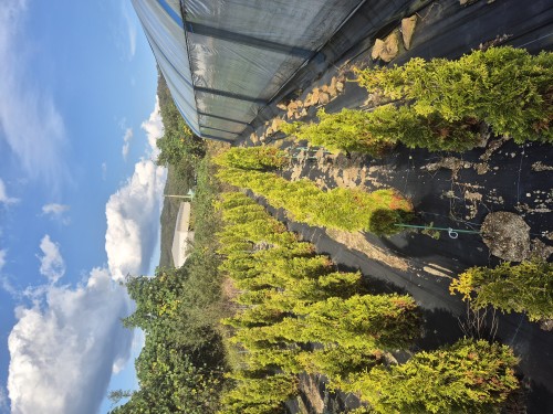 침엽수 조경수묘목